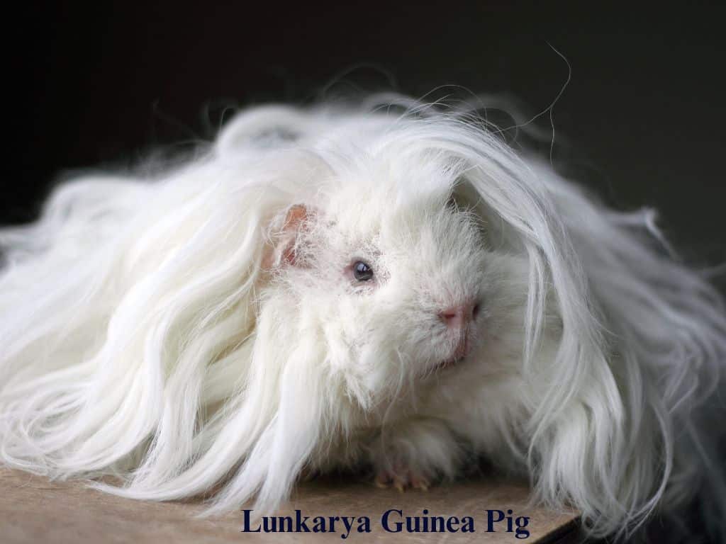 Lunkarya Guinea Pig laying down in floor.