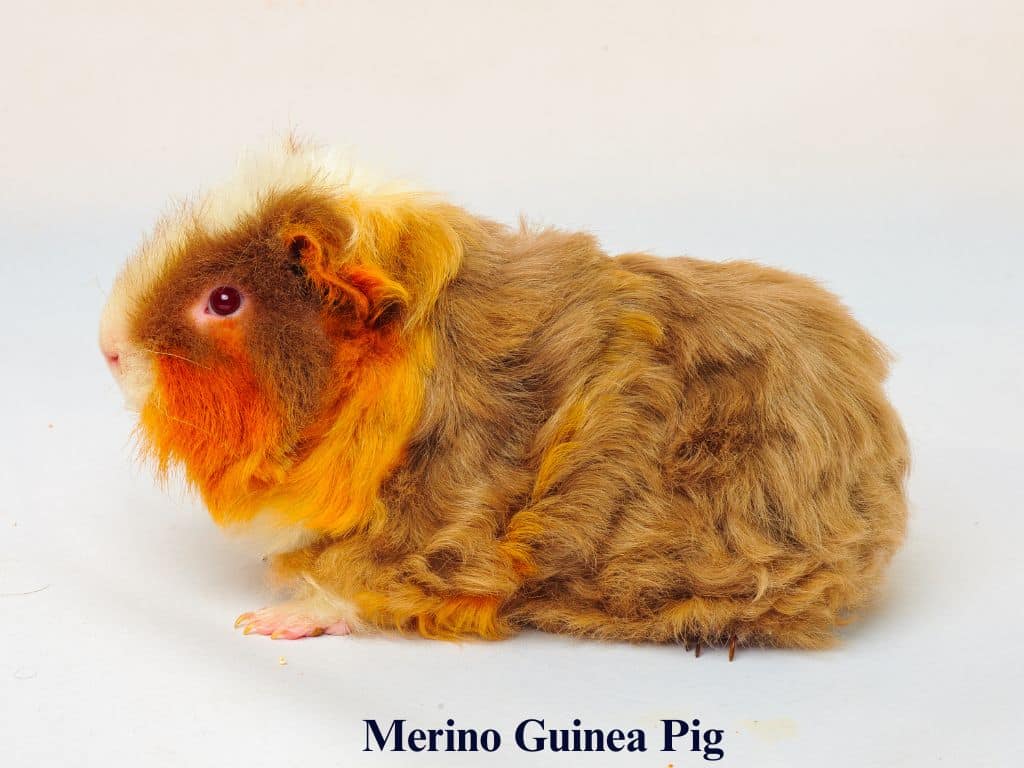 Merino Guinea Pig sitting down.