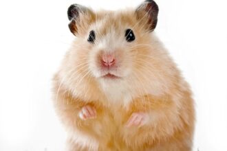 Hamster Sitting Down.