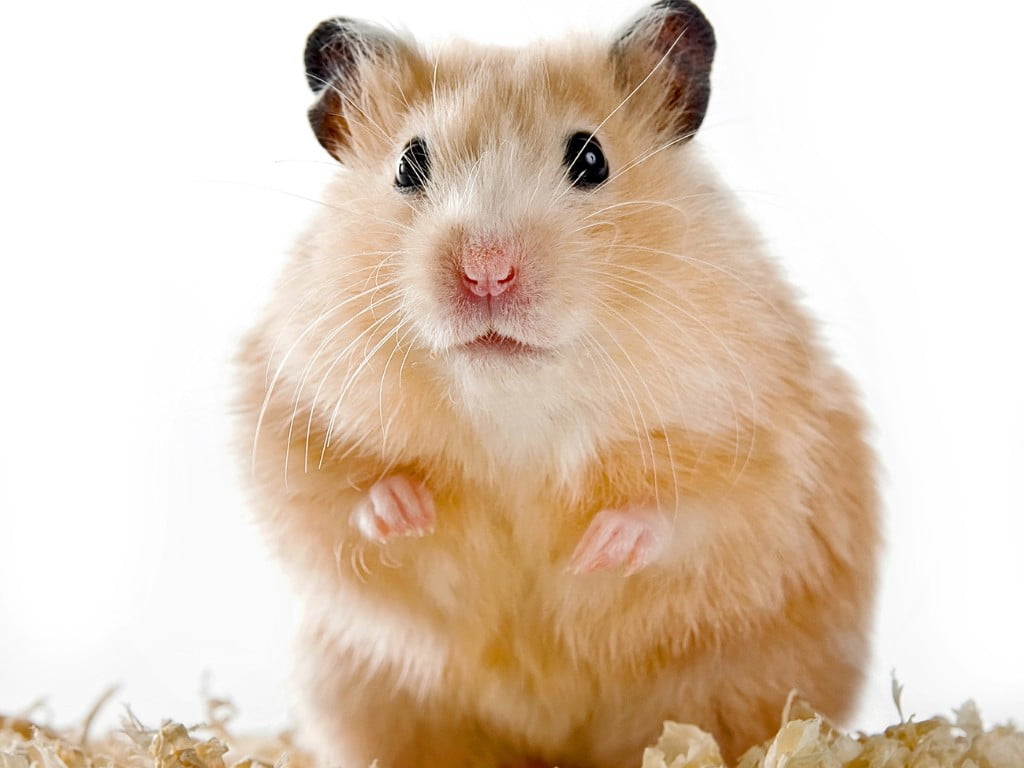 Causes Symptoms and Treatment of Mites in Hamsters