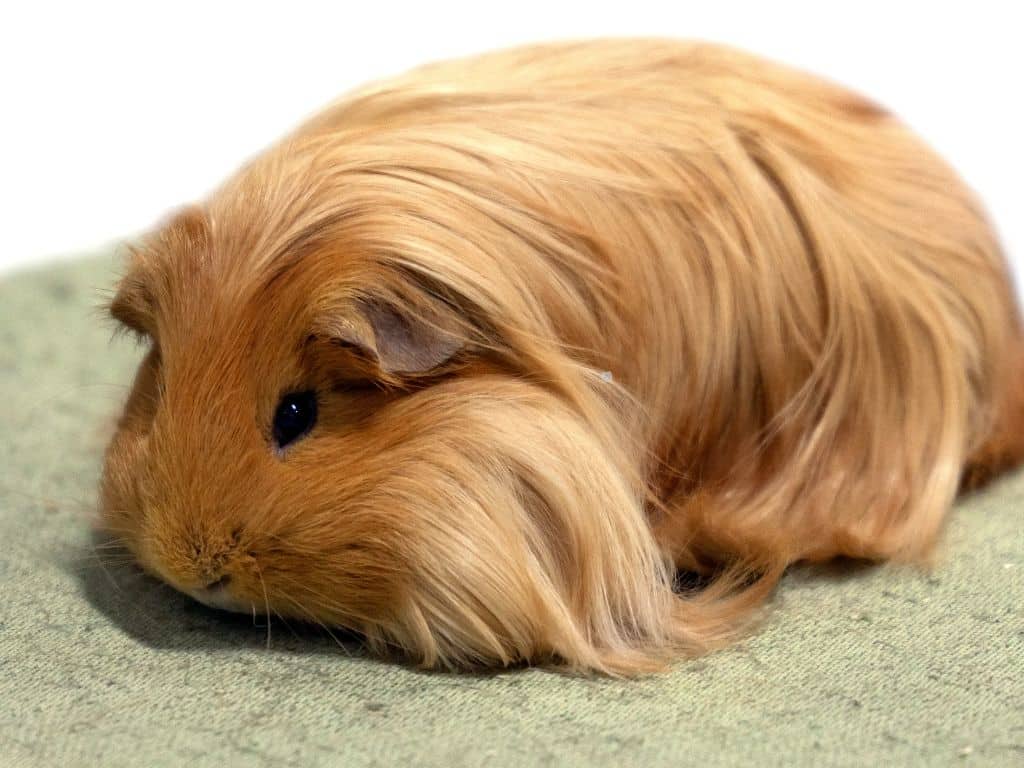 Peruvian Guinea Pig laying down in mate.