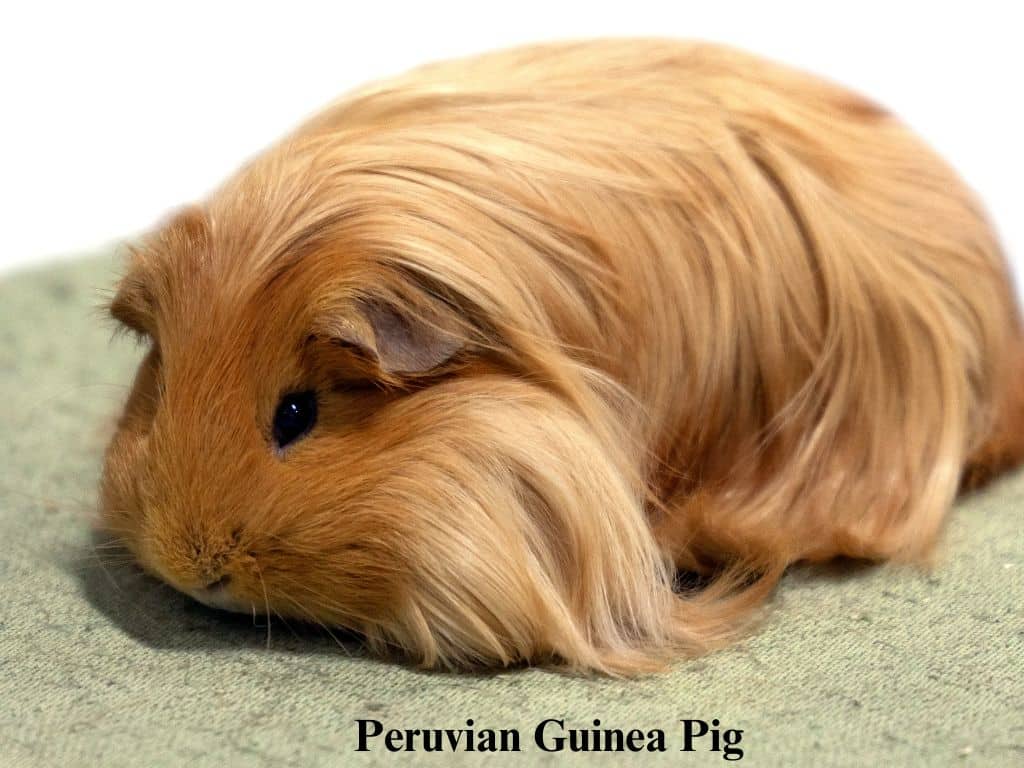 Peruvian Guinea Pig sitting down on floor.