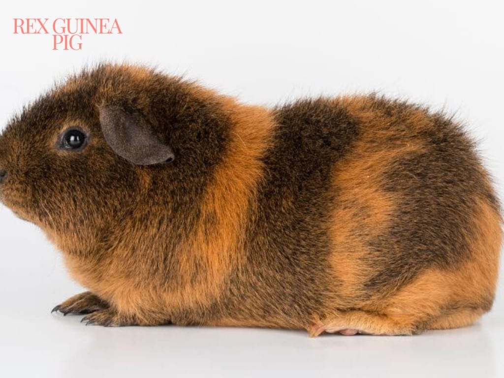 Rex Guinea Pig sitting down.