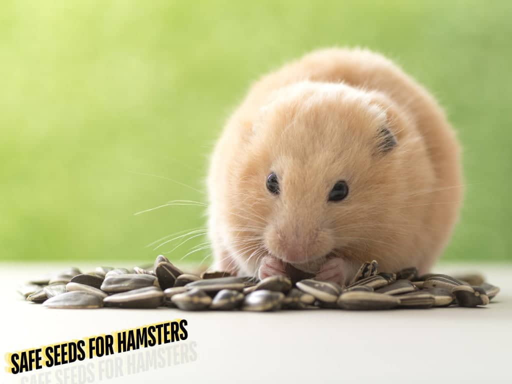 hamster eating safe seeds.