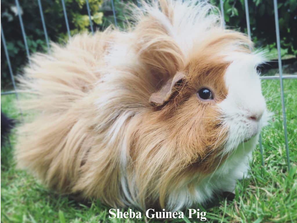 Sheba Guinea Pig sitting down in grass.