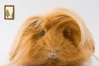 Sheltie Guinea Pigs sitting down in floor.