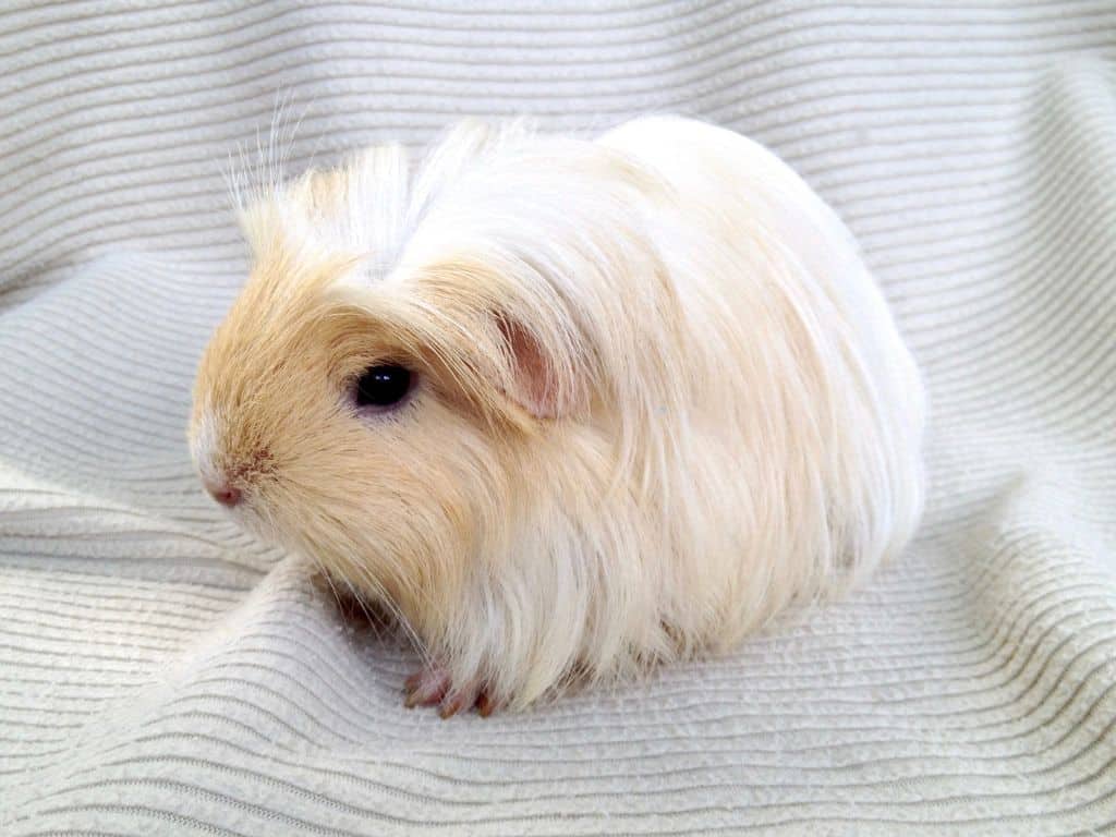 Silkie Guinea Pig sitting down on Bed.