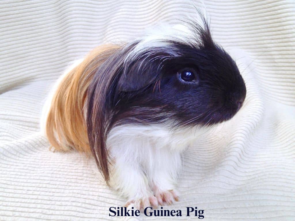 Silkie Guinea Pig sitting down on bed.