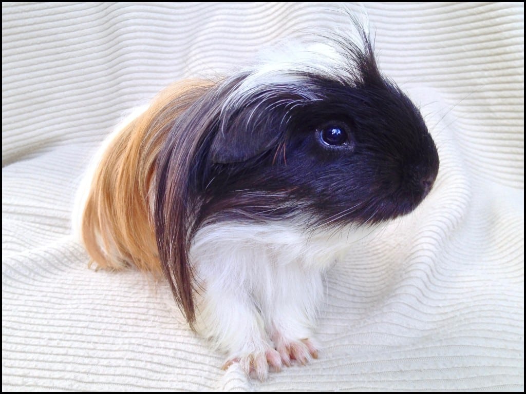 Silkie Satin Guinea Pig sitting down.