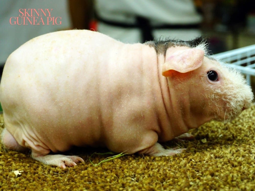 Skinny Guinea Pig sitting down her Cage.