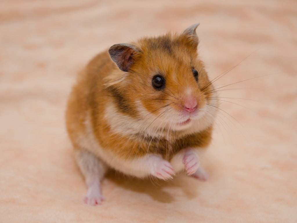 Syrian (Golden) Hamster stand in floor.