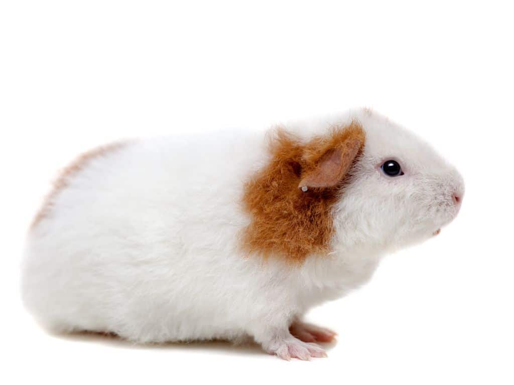 Teddy Guinea Pig sitting down in floor.