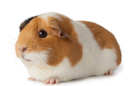 Teddy Guinea Pig sitting down.