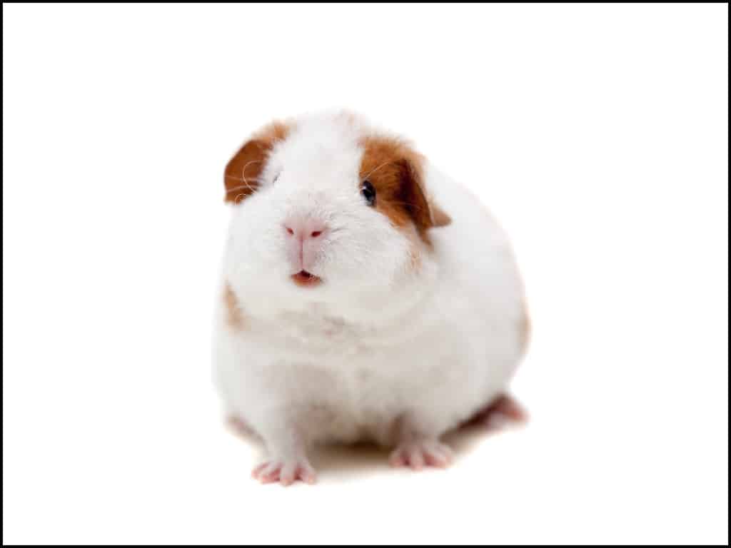 Teddy Satin Guinea Pig sitting down.