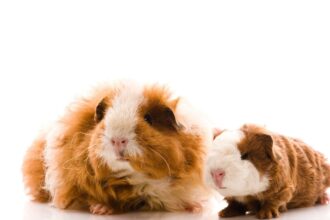 two Texel Guinea Pig sitting down in floor.