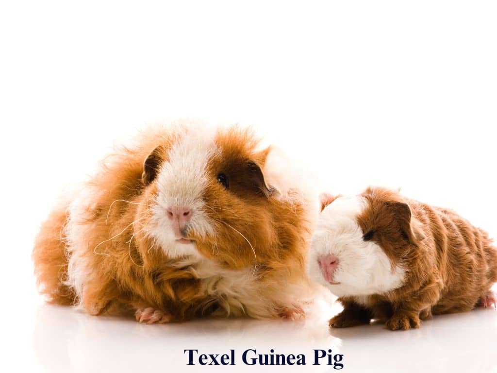 two Texel Guinea Pig sitting down in floor.