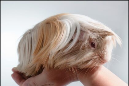 Guinea Pigs sitting down on Hand .