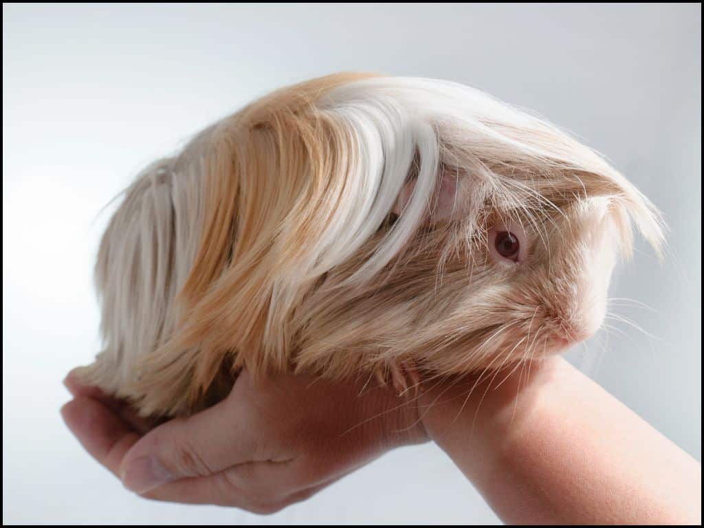 Guinea Pigs sitting down on Hand .