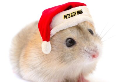 Hamster sitting with a hat on his hade.