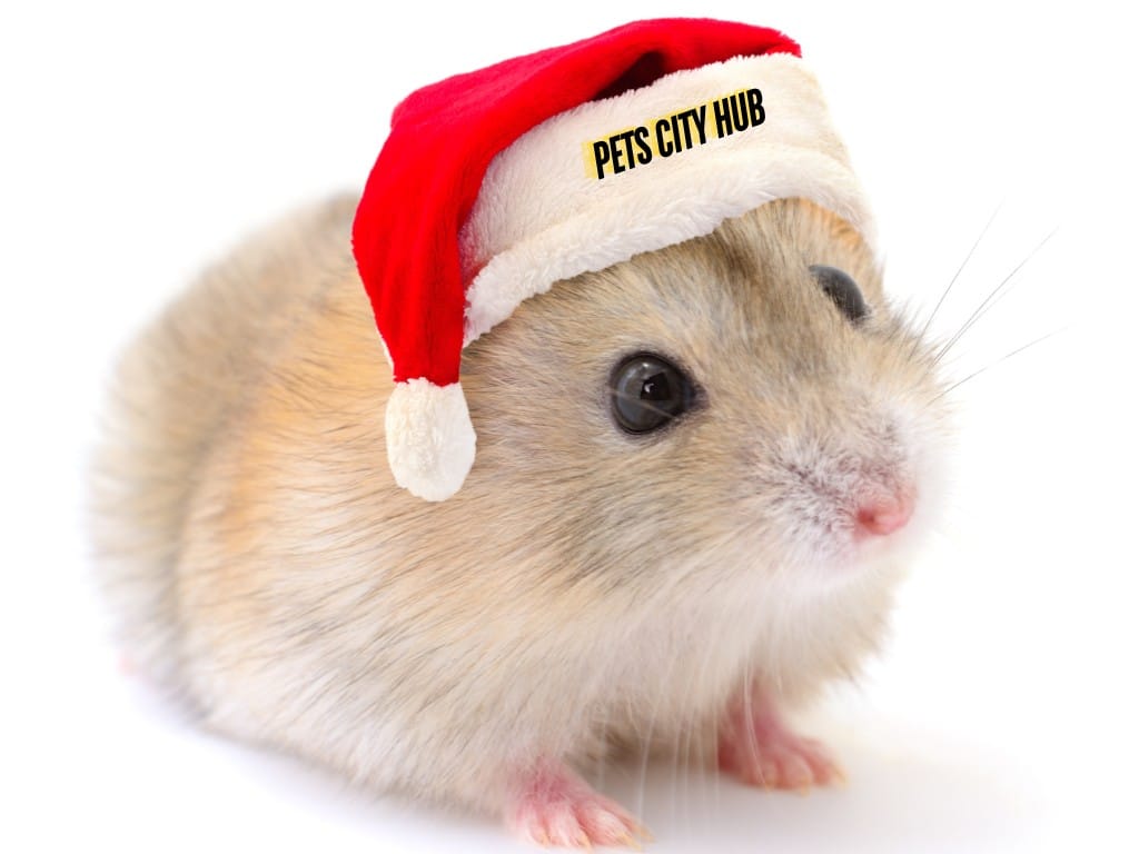 Hamster sitting with a hat on his hade.