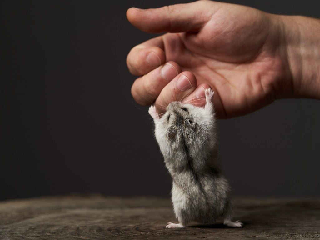 Train your Hamster Climb on hand