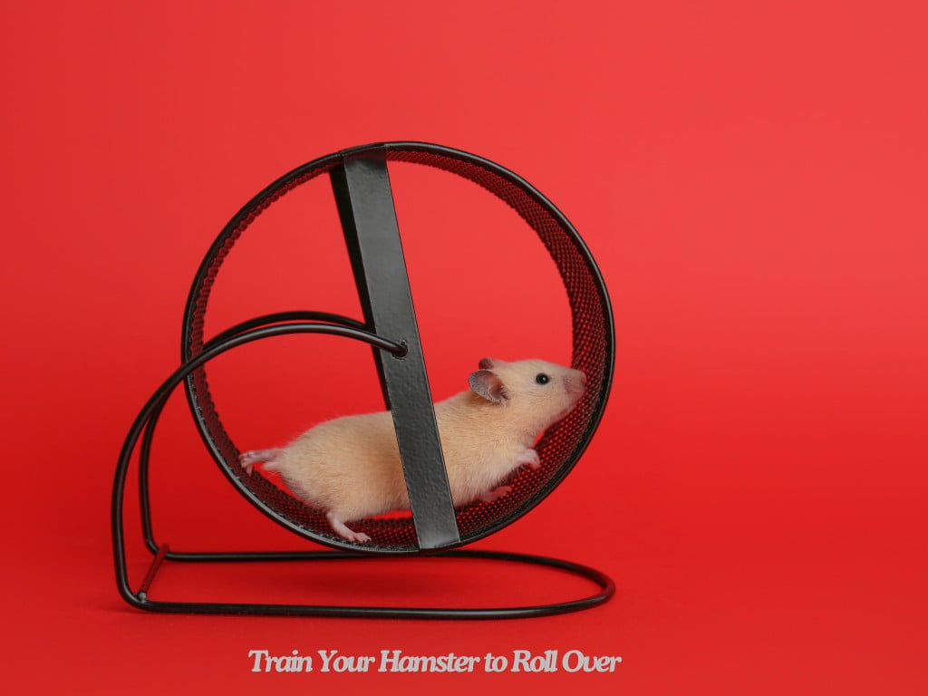 hamster running in wheel.