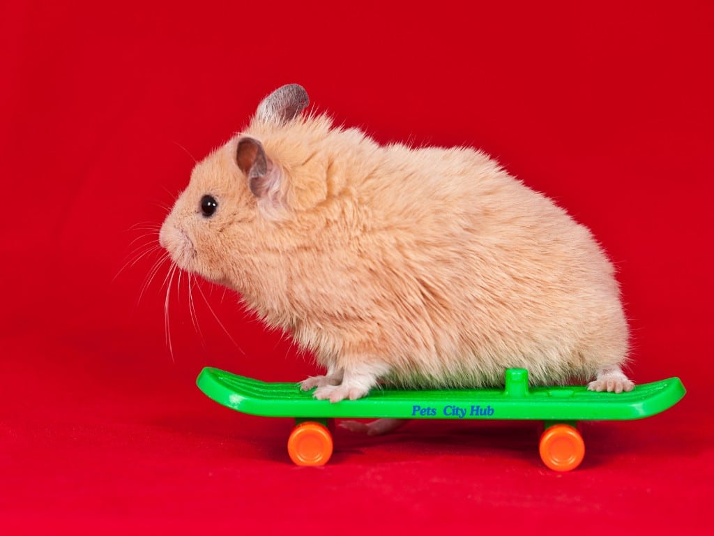 A Hamster Skiding on Skid 