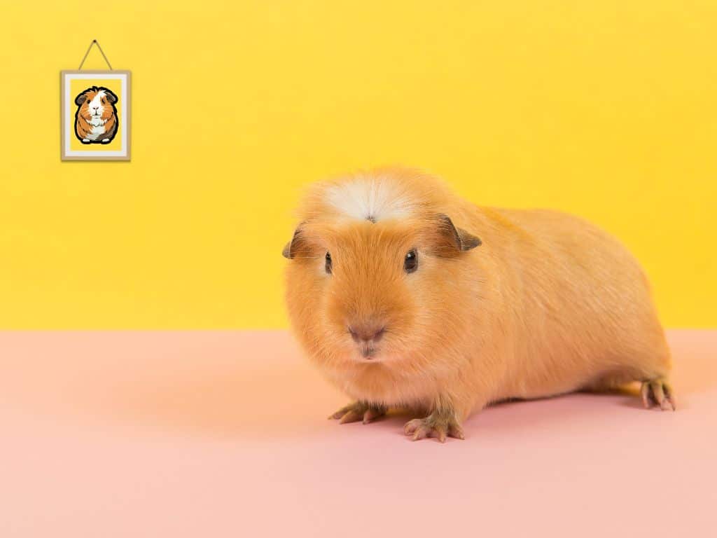 White Crested Guinea Pig sitting down.