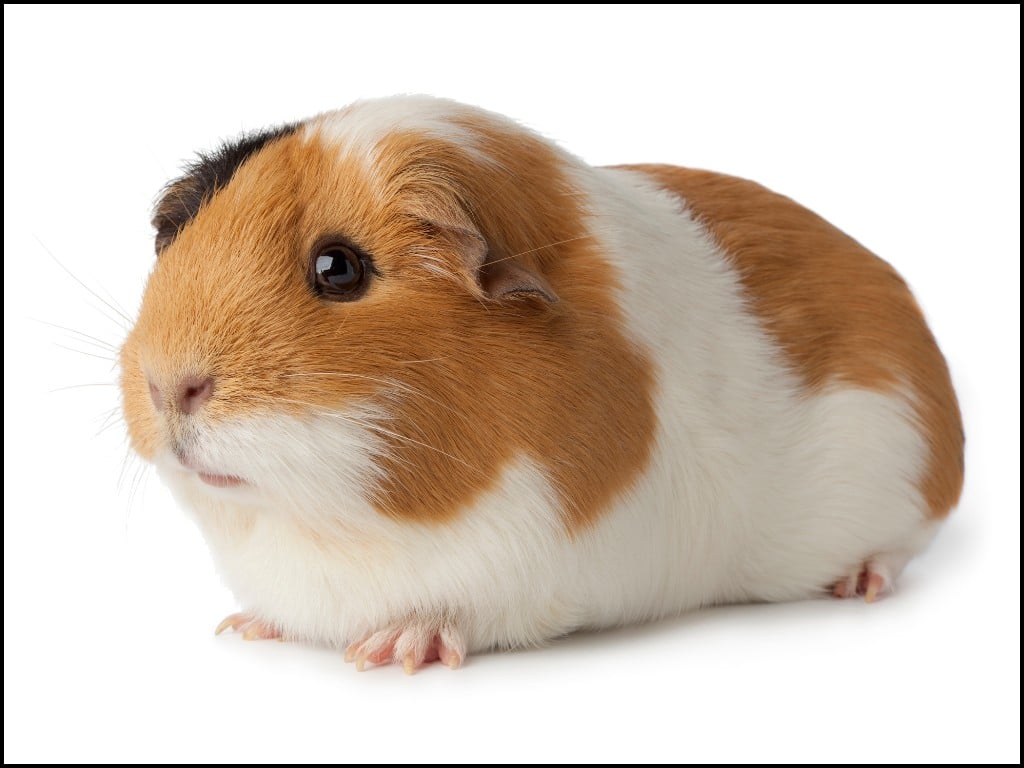 American Satin Guinea Pig laying down.