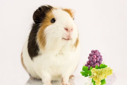 Guinea Pig Sitting down in side grapes both are in floor.