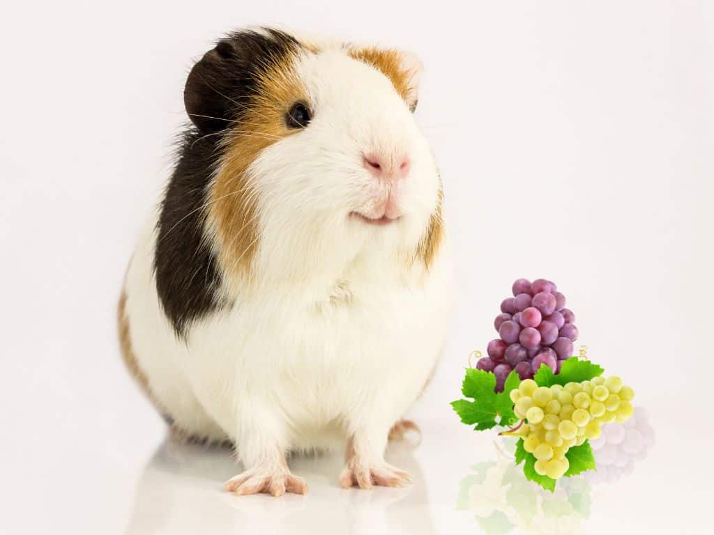 Guinea Pig Sitting down in side grapes both are in floor.