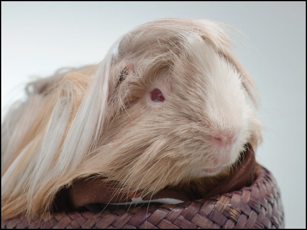 Peruvian Satin Guinea Pig sitting down.