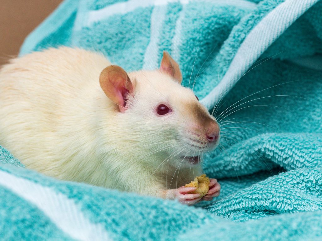 Laying down rat on the cloth