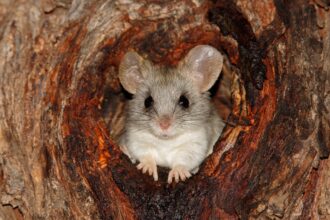 rat sitting down on tree.