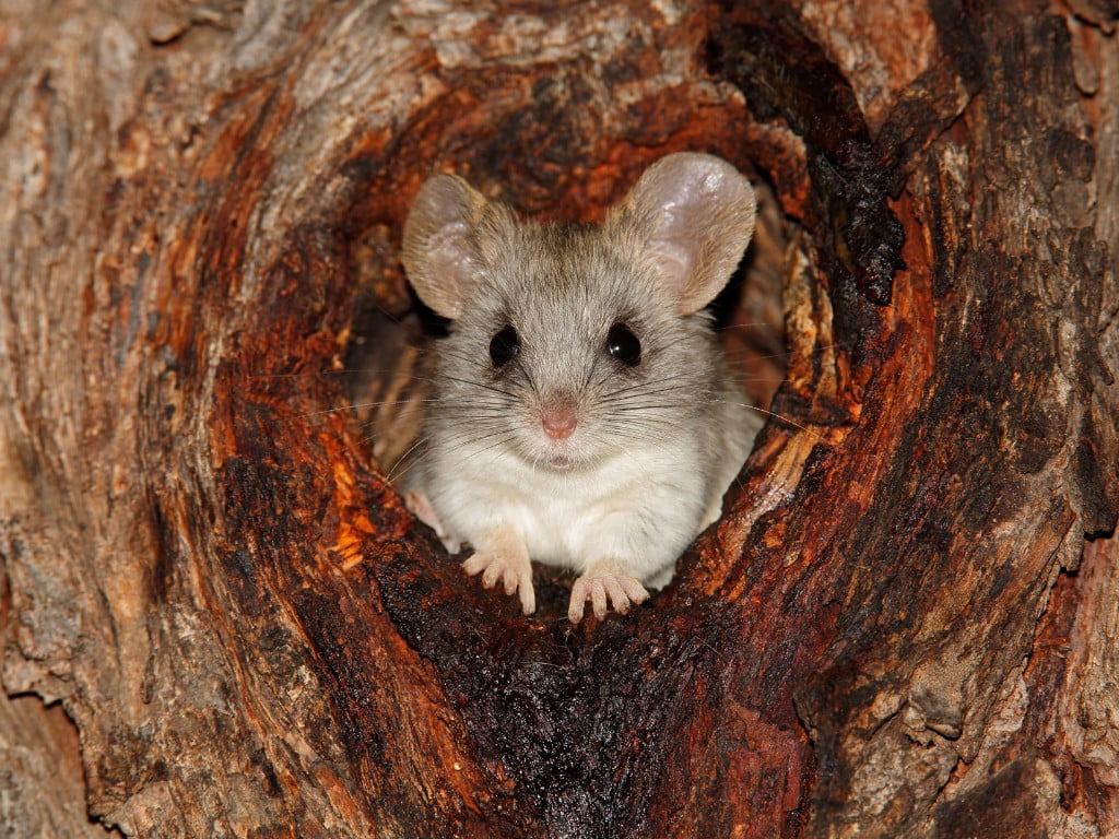 rat sitting down on tree.