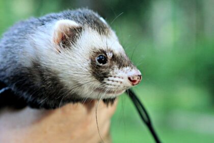 a ferret sitting down.