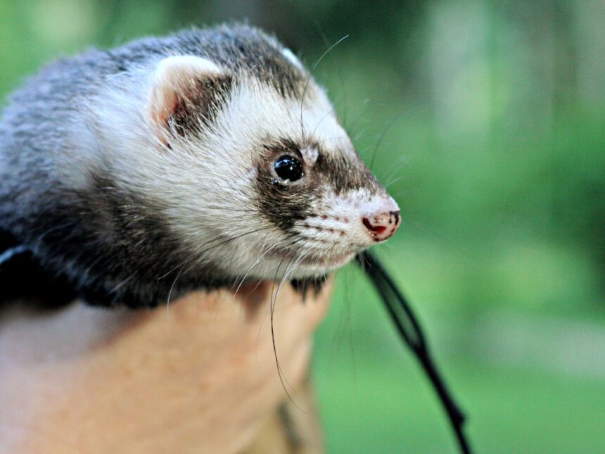 a ferret sitting down.