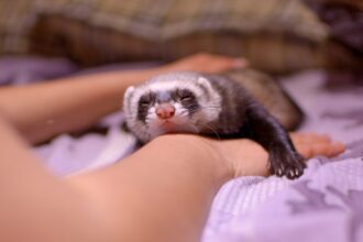 ferret laying down on the bed.