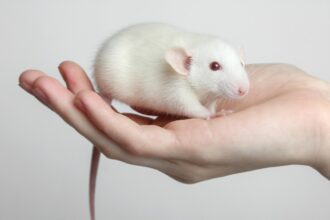 a rat sitting down on hand.