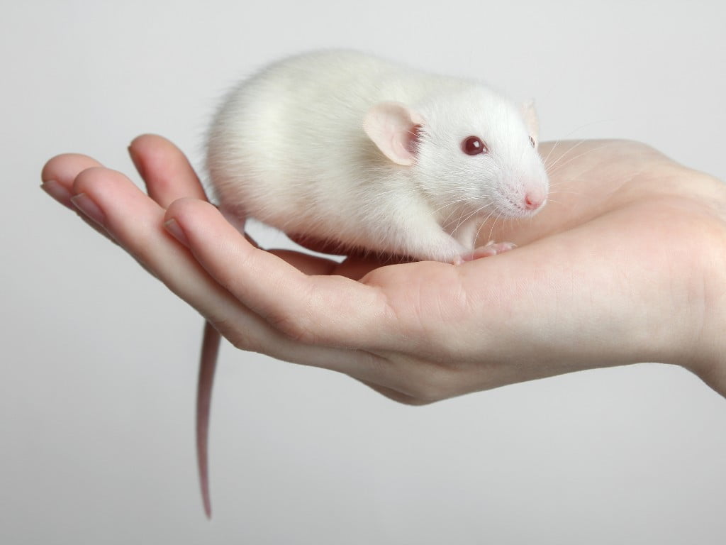 a rat sitting down on hand.