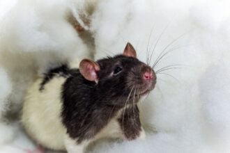 a rat stand on the bed.