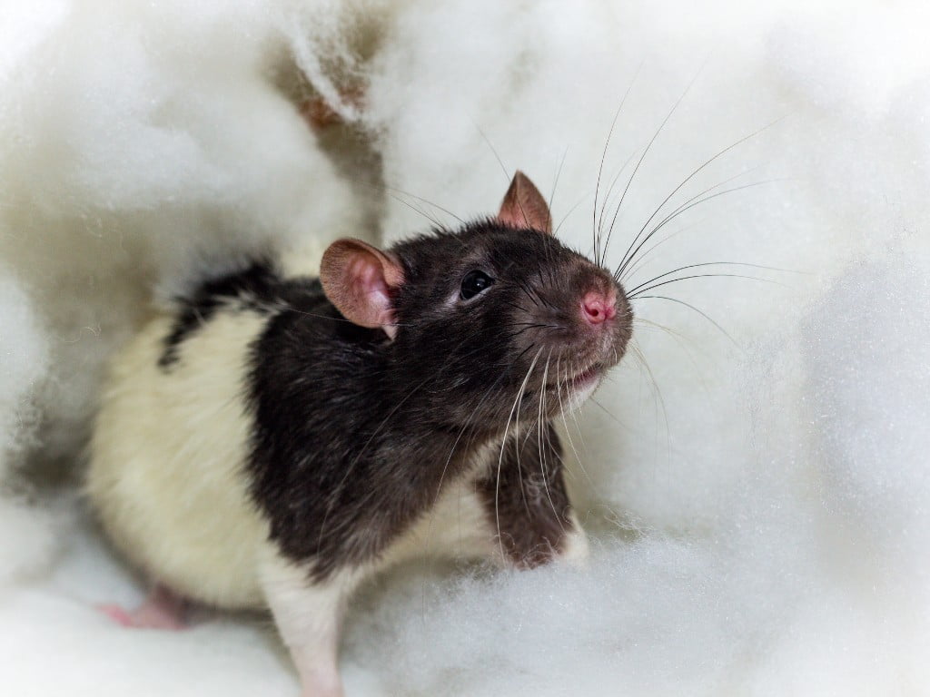 a rat stand on the bed.