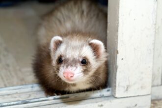 Pet Ferrets laying down.