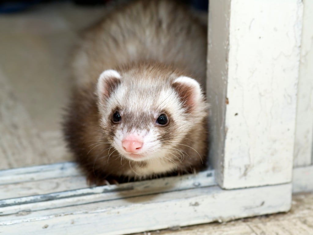 Pet Ferrets laying down.